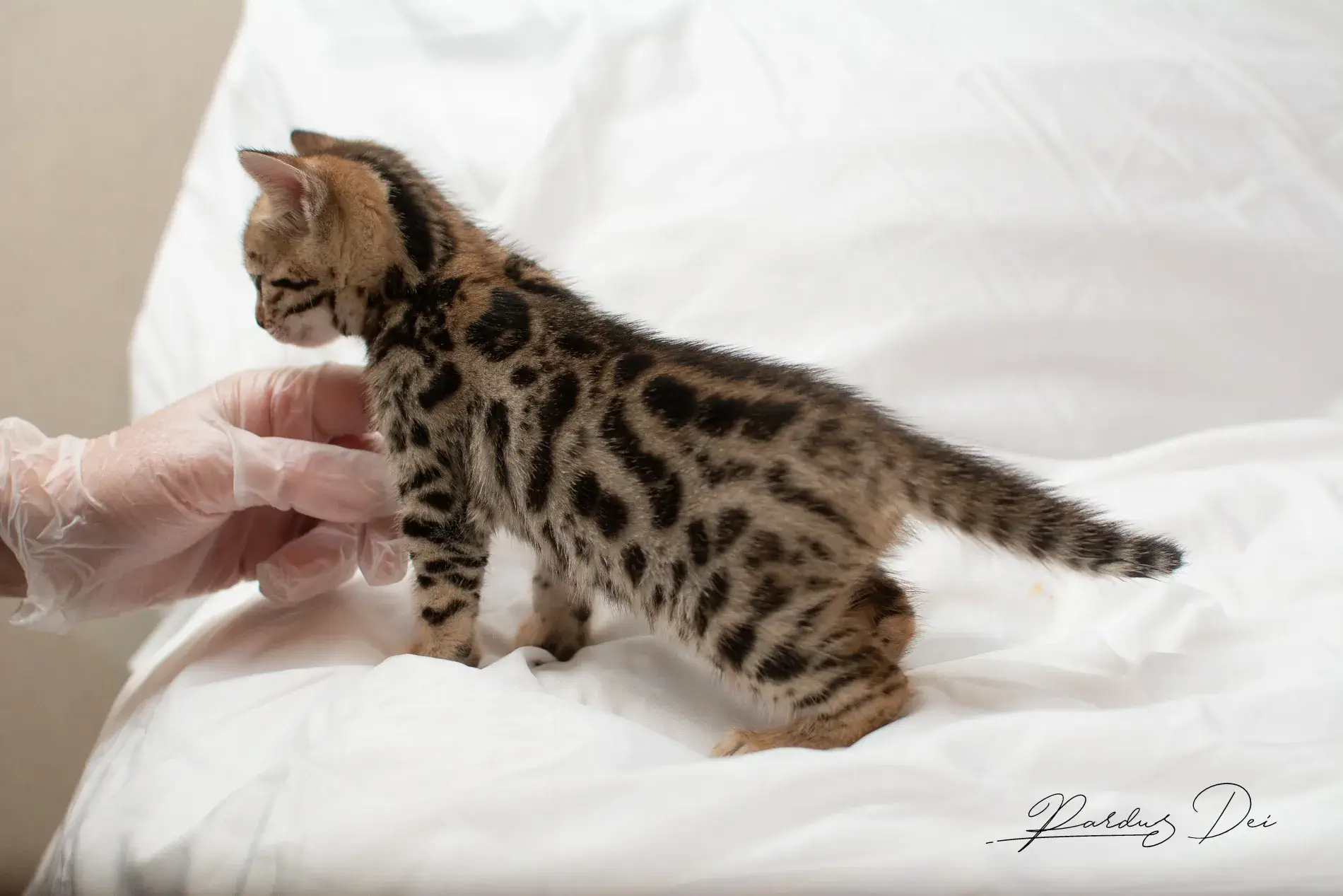 chaton bengal
